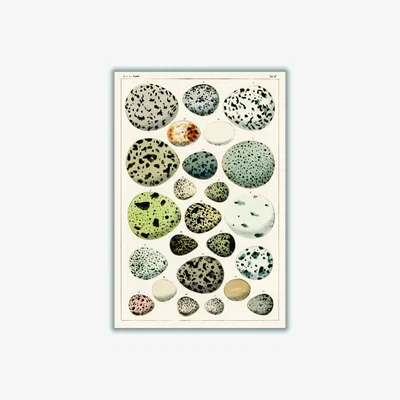 Wolf & Badger Neutrals Types Of Eggs A3 297 X 420Mm Stanley Print House