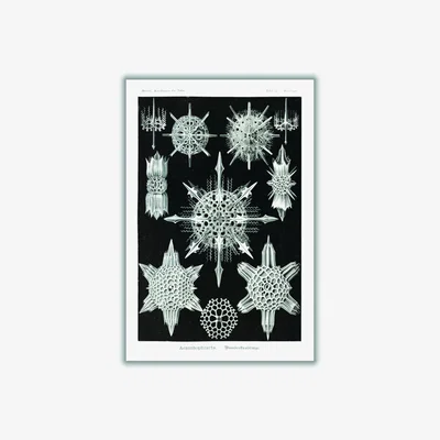 Wolf & Badger Grey Acanthophracta-Wunderstrahlinge By Ernst Haeckel A2 420 X 594Mm Stanley Print House