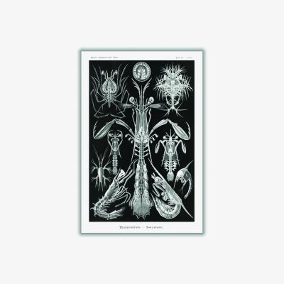 Wolf & Badger Grey Thoracostraca-Panzerkrebse By Ernst Haeckel A3 297 X 420Mm Stanley Print House