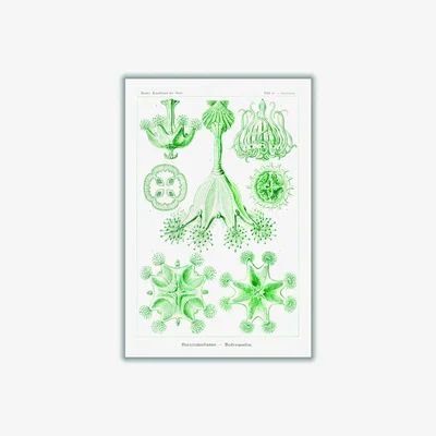 Wolf & Badger Green Stauromedusae-Becherquallen By Ernst Haeckel A3 297 X 420Mm Stanley Print House