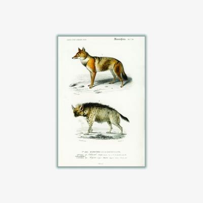 Wolf & Badger Golden Jackal And Striped Hyena Print A3 297 X 420Mm Stanley Print House