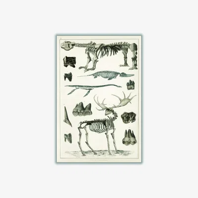 Wolf & Badger Grey Animal Bone Structures Xxs Stanley Print House