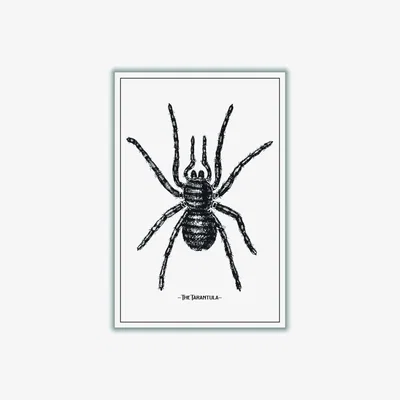 Wolf & Badger Black The Tarantula Xxs Stanley Print House