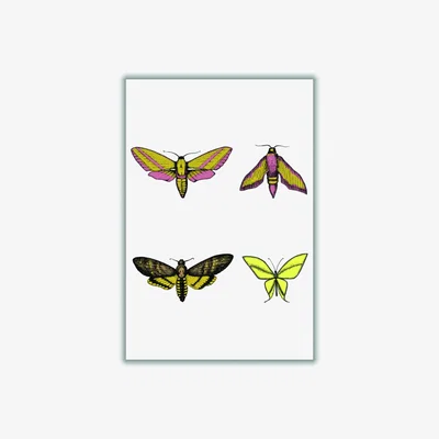 Wolf & Badger Vintage Moths A2 420 X 594Mm Stanley Print House