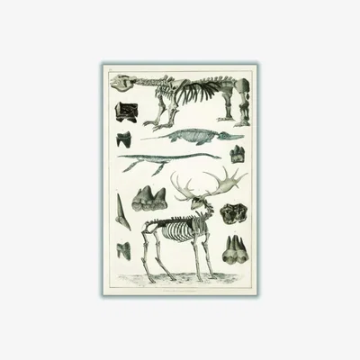 Wolf & Badger Grey Animal Bone Structures Extra Large Stanley Print House