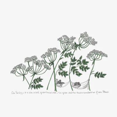 Wolf & Badger Green Cow Parsley Mice Print A4 210 X 297Mm Abigail Hardie Home