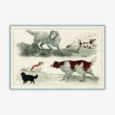 Wolf & Badger Types Of Dog Large Stanley Print House