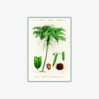 Wolf & Badger Green Trichipteris Excelsa A2 420 X 594Mm Stanley Print House