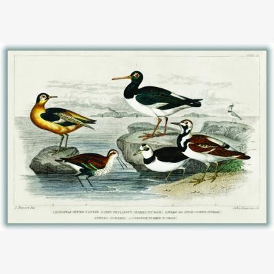 Wolf & Badger Various Types Of Birds Large Stanley Print House