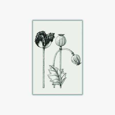 Wolf & Badger Neutrals Vintage Poppy Plant A3 297 X 420Mm Stanley Print House
