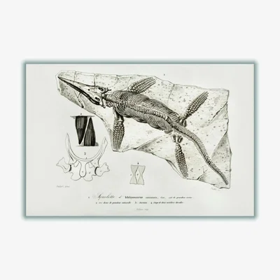 Wolf & Badger Neutrals Chthyosaurus Medium Stanley Print House