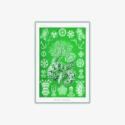 Wolf & Badger Green Thuroidea-Gurkensterne By Ernst Haeckel A1 594 X 841Mm Stanley Print House