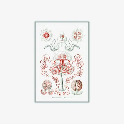 Wolf & Badger Rose Gold Anthomedusae-Blumenquallen By Ernst Haeckel Medium Stanley Print House