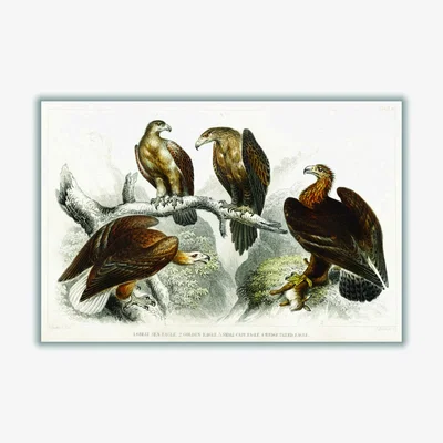 Wolf & Badger Brown Various Eagles Medium Stanley Print House