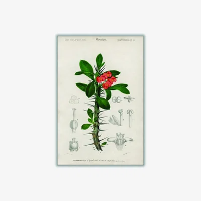 Wolf & Badger Euphorbia Splendens A4 210 X 297Mm Stanley Print House