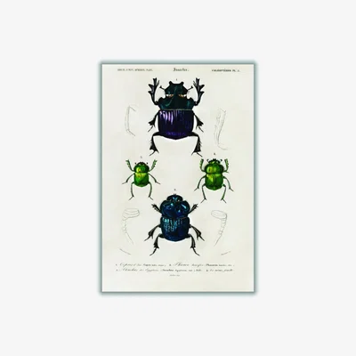 Wolf & Badger Vintage Insects A3 297 X 420Mm Stanley Print House