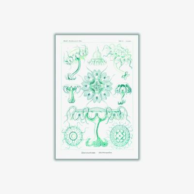 Wolf & Badger Blue Discomedusae-Scheibenquallen Iii By Ernst Haeckel A1 594 X 841Mm Stanley Print House