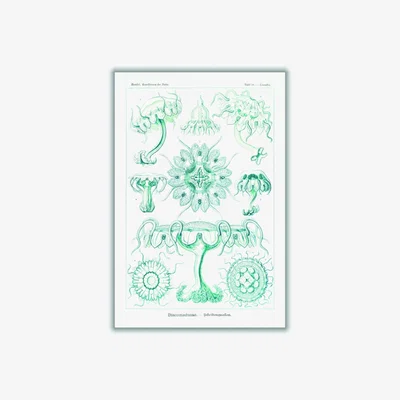 Wolf & Badger Blue Discomedusae-Scheibenquallen Iii By Ernst Haeckel A1 594 X 841Mm Stanley Print House