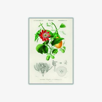 Wolf & Badger Green Passiflore Ailee A4 210 X 297Mm Stanley Print House