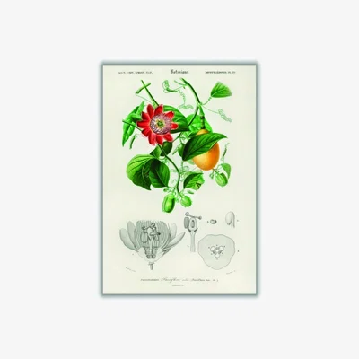 Wolf & Badger Green Passiflore Ailee A4 210 X 297Mm Stanley Print House
