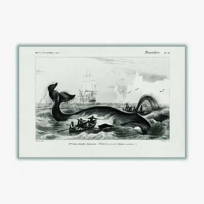 Wolf & Badger Black Bowhead Whale Medium Stanley Print House