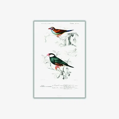Wolf & Badger Red-Cheeked Cordonbleuand Java Sparrow A4 210 X 297Mm Stanley Print House