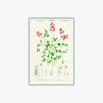 Wolf & Badger Indigofera Procumbens Print A1 594 X 841Mm Stanley Print House
