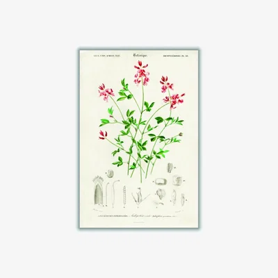Wolf & Badger Indigofera Procumbens Print A1 594 X 841Mm Stanley Print House