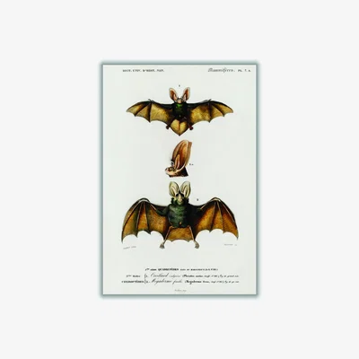 Wolf & Badger Gold Plecotus Small Stanley Print House