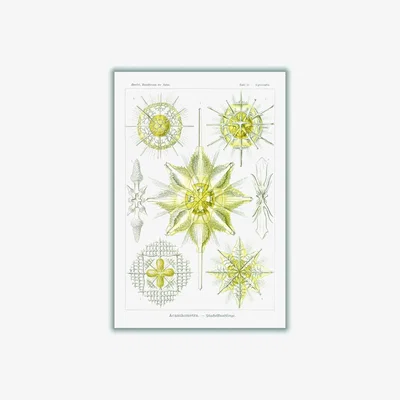 Wolf & Badger Yellow / Orange Acanthometra-Stachelstrahlinge By Ernst Haeckel Medium Stanley Print House