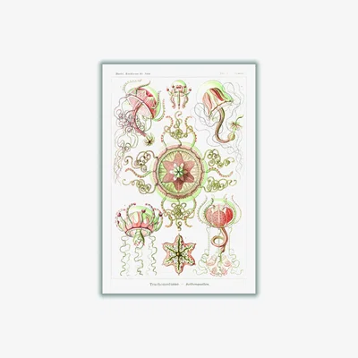 Wolf & Badger Rose Gold Trachomedusae-Kolbenquallen By Ernst Haeckel A1 594 X 841Mm Stanley Print House
