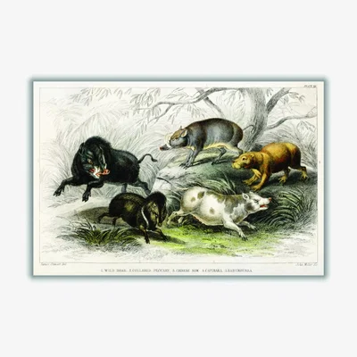 Wolf & Badger Grey Types Of Boar Extra Large Stanley Print House