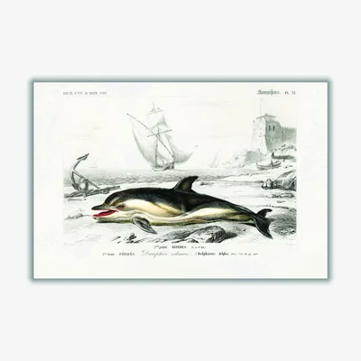 Wolf & Badger Black Delphinus Delphis A3 297 X 420Mm Stanley Print House
