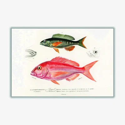 Wolf & Badger Different Types Of Fishes Iii Small Stanley Print House