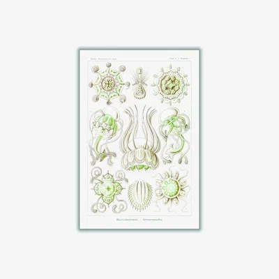 Wolf & Badger Neutrals Narcomedusae-Spangenquallen By Ernst Haeckel A1 594 X 841Mm Stanley Print House