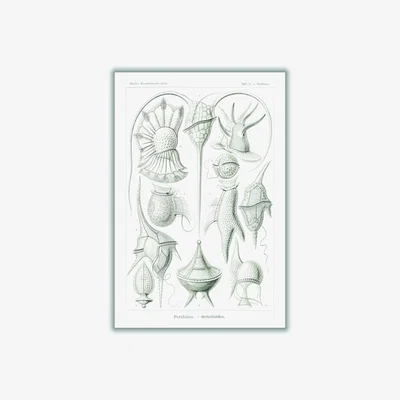 Wolf & Badger Grey Peridinea-Geikelhütchen By Ernst Haeckel A4 210 X 297Mm Stanley Print House