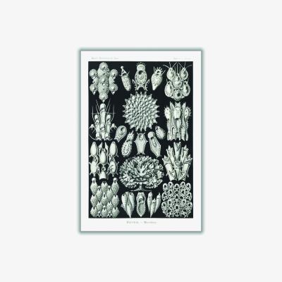 Wolf & Badger Grey Bryozoa-Woostiere By Ernst Haeckel A2 420 X 594Mm Stanley Print House