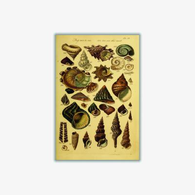 Wolf & Badger Gold Vintage Shells Xxs Stanley Print House
