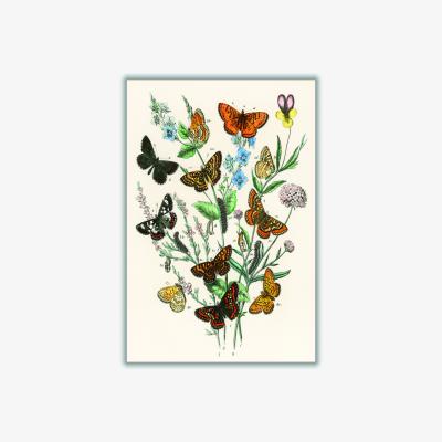 Wolf & Badger European Butterflies And Moths A3 297 X 420Mm Stanley Print House