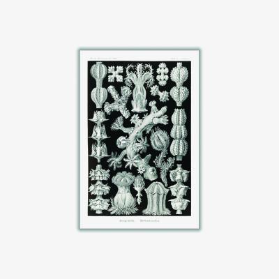 Wolf & Badger Grey Gorgonida-Rindenkorallen By Ernst Haeckel Extra Large Stanley Print House