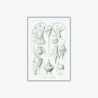 Wolf & Badger Grey Peridinea-Geikelhütchen By Ernst Haeckel Small Stanley Print House