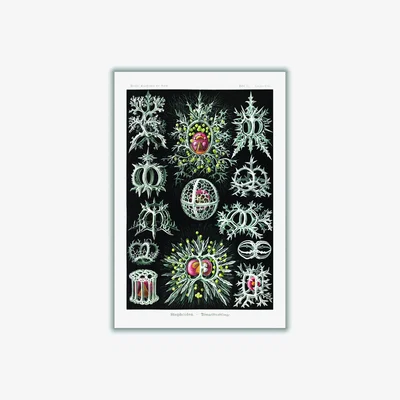 Wolf & Badger Grey Stephoidea-Ringelstrahlinge By Ernst Haeckel A4 210 X 297Mm Stanley Print House