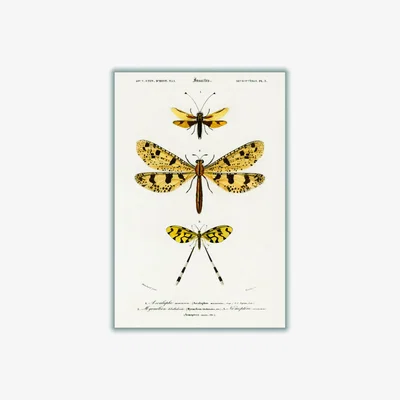 Wolf & Badger Yellow / Orange Collection Of Insects Ii Print Xxs Stanley Print House