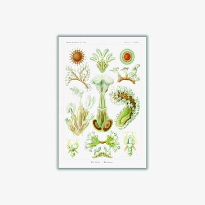 Wolf & Badger Bryozoa-Moostiere By Ernst Haeckel A2 420 X 594Mm Stanley Print House