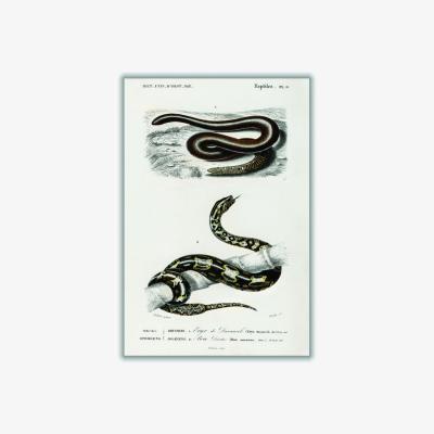 Wolf & Badger Black Eryx And The Red Tailed Boa Print A2 420 X 594Mm Stanley Print House