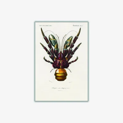 Wolf & Badger Brown Coconut Crab A4 210 X 297Mm Stanley Print House