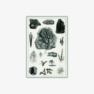 Wolf & Badger Black Collection Of Fossils Ii Print A4 210 X 297Mm Stanley Print House
