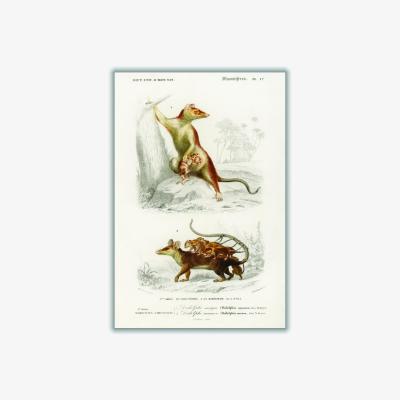 Wolf & Badger Brown Natural History - Opossum Extra Large Stanley Print House
