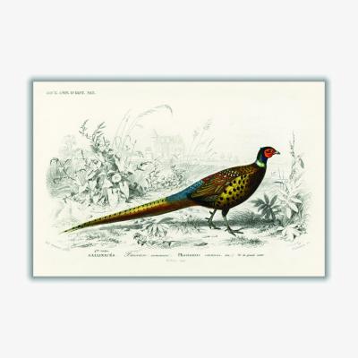 Wolf & Badger Ring-Neckrd Pheasant Large Stanley Print House