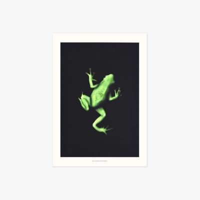 Wolf & Badger Black / Green Tiana's Frog: Art Print The Curious Department